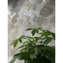 ISTINKTO DECOR